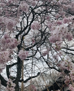 去年の桜